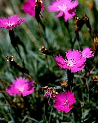  Image name: garofanino3.jpg 
 width: 398 pixel 
 height: 497 pixel 
 Size: 36830 bytes 
 Click to enlarge 